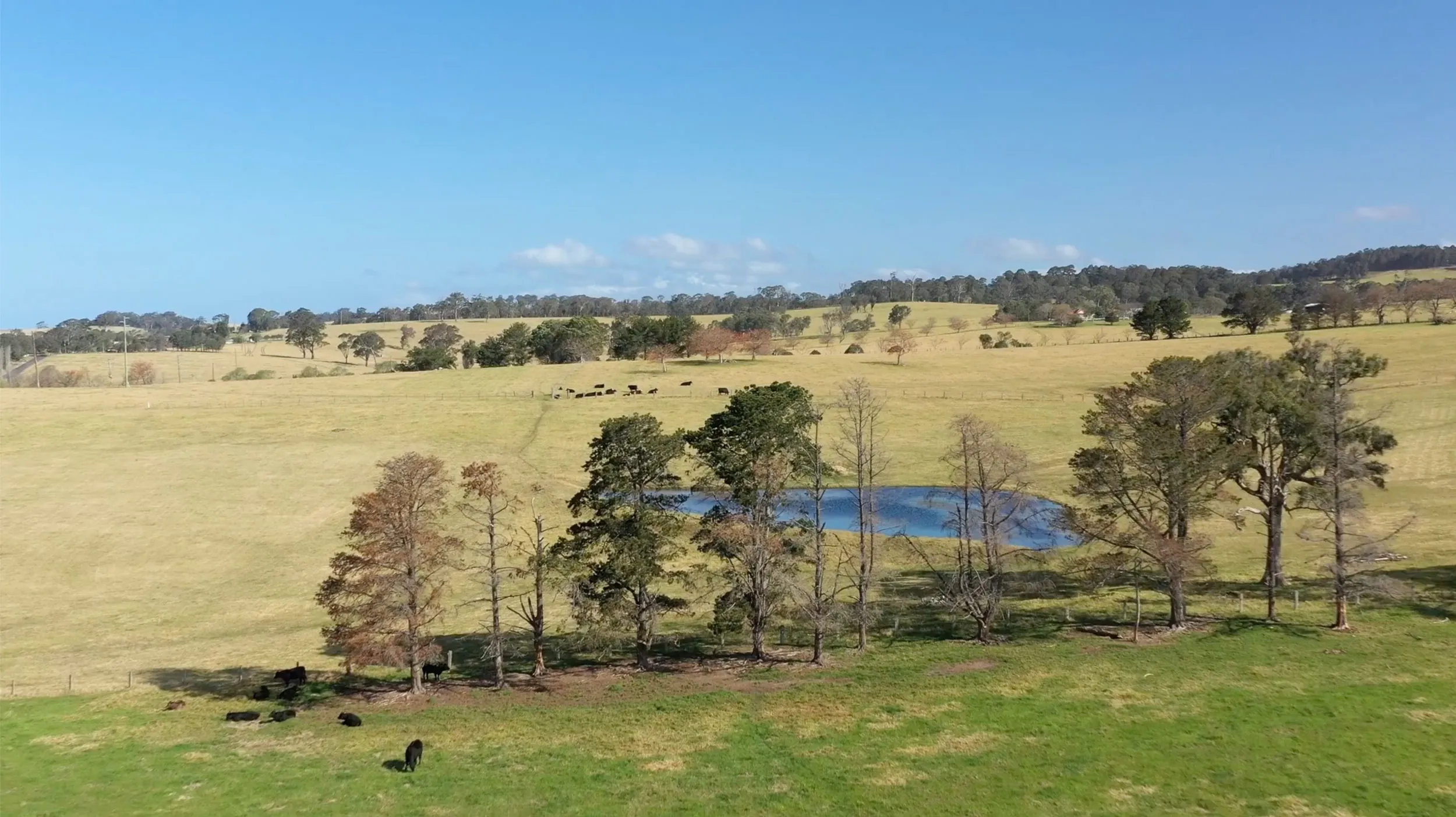 Aerial view of RELA-partnered farmland with grazing cattle, a small dam, and scattered trees under a clear blue sky, showcasing agricultural land use opportunities